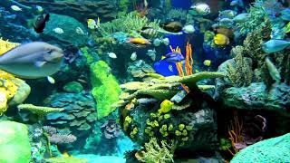 Calming Saltwater Aquarium  Relaxing Nature | Coral Reef Fish | Nature Sounds for Relaxation