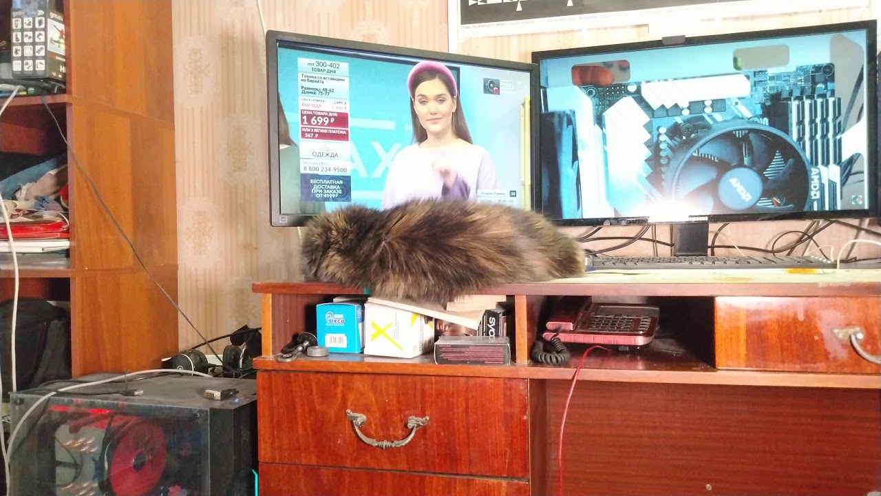 звуки котов в брачный период. кот зовет кошку в брачный. голос кота в брачный период зовущий кошку. кот зовет кошку. рев кошки в брачный период.