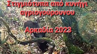 Στιγμιότυπα από κυνήγι αγριογούρουνου