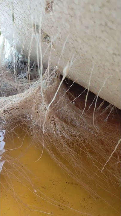 Perakaran melon rakit apung