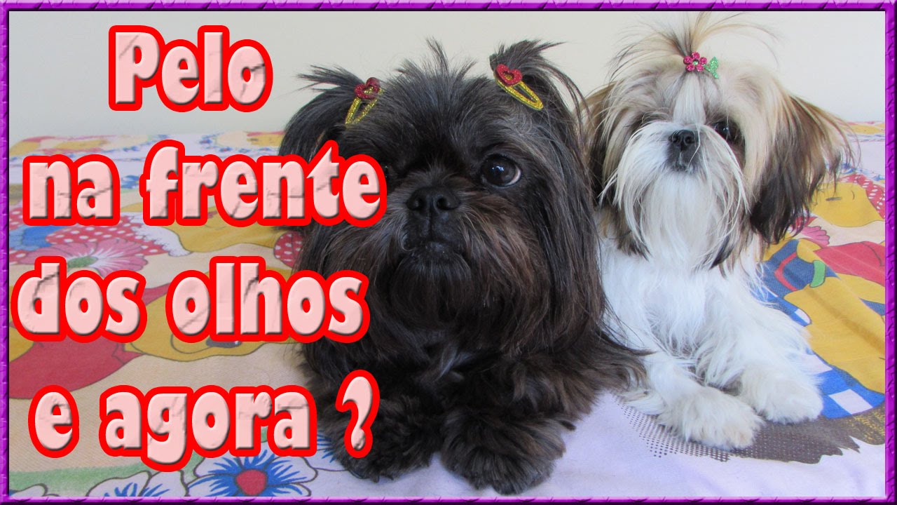 Shih tzu cortar pelos olhos Clearance