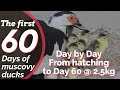 Growth of Muscovy ducks from hatching (Day 1) to slaughter (Day 60) - Day by Day video for 2 months!