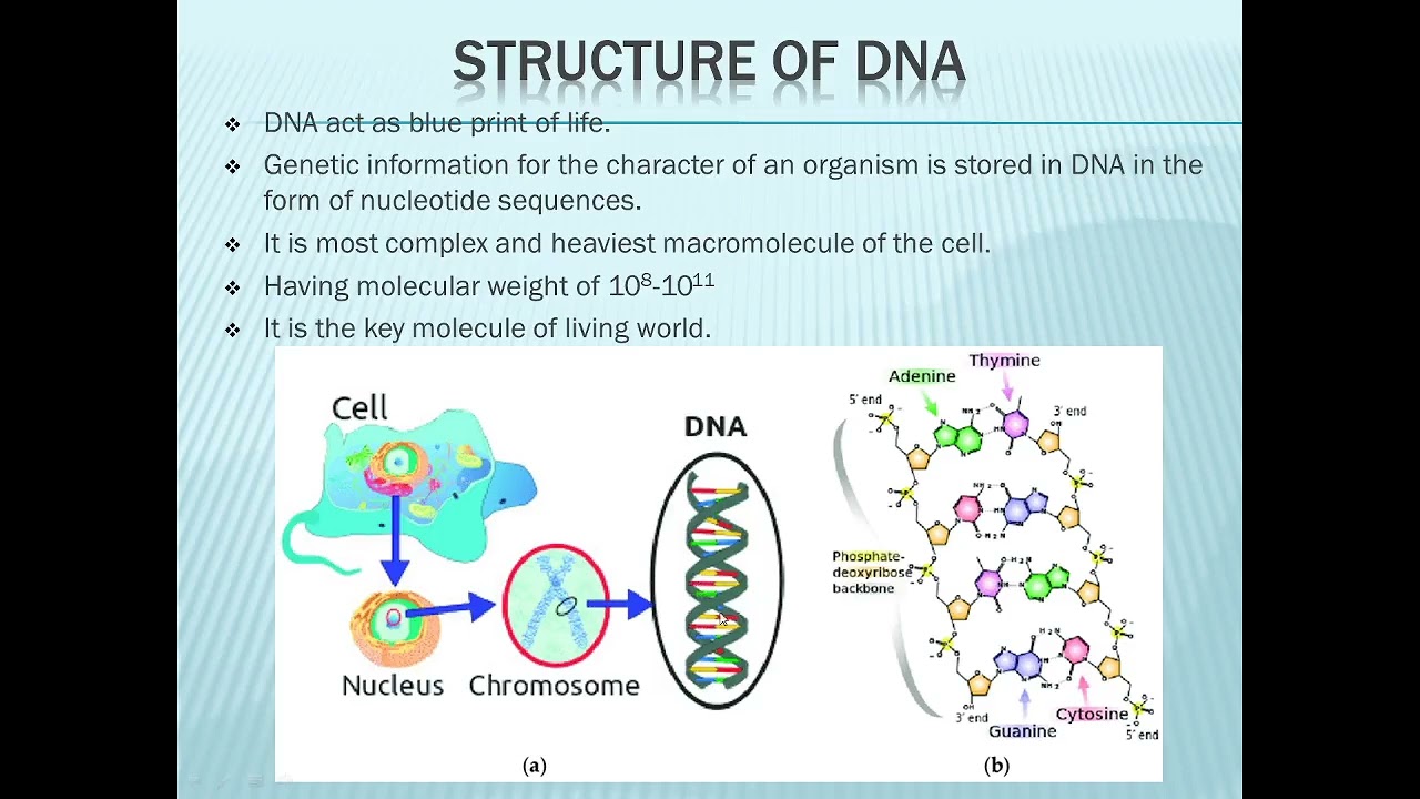 Structure of DNA