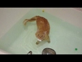 Кот купается в ванной. Cat plays in the bath.