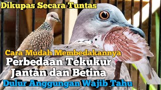 Cara Membedakan Tekukur Jantan Dan Betina Dengan Mudah Dan Cepat