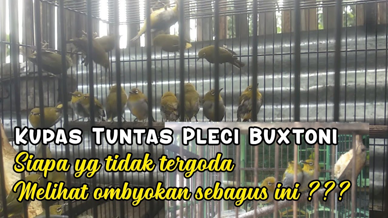🔴 ISTIMEWA❗❗NGOMBYOK PLECI BUXTONI/BUSTOMI OMBYOKAN DAPAT JANTAN YG PROSPEK 💯