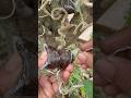 Plant cultivation techniques #diy #garden #gardening #shorts #fruit