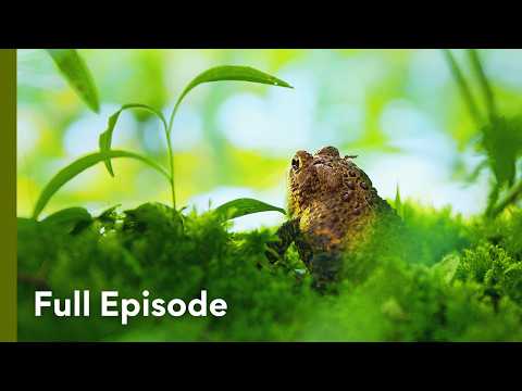 Wetlands on the Edge of Extinction | Wild Wild East 108