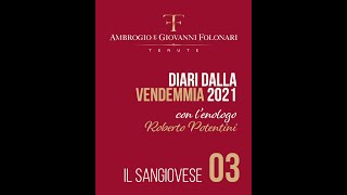 Diari dalla Vendemmia 2021 - 03 - Il Sangiovese