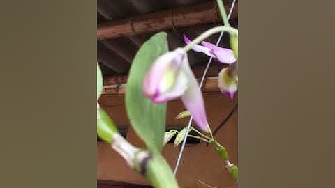 Lan chuỗi Ngọc nở hoa