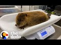 Rescued Baby Beaver Finally Makes a Friend | The Dodo
