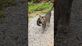 He Realized He Was Being Filmed 😳🐱 (So Cute!) Net Worth