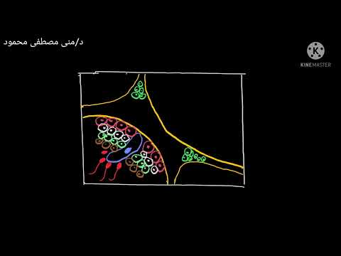 13 رسم قطاع عرضى في خصية الانسان بطريقه سهله الاحياء تالته ثانوى