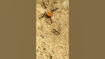 Unity is strength. #SHORTS, #SHORTSVIDEO, #YOUTUBESHORTS, #ANIMAL,