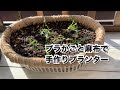 【活かす暮らし】100均のプラかごと麻布で手作りプランター　作り方　DIY  軽くて持ち易い浅型鉢をベランダに置いて野菜を育てる