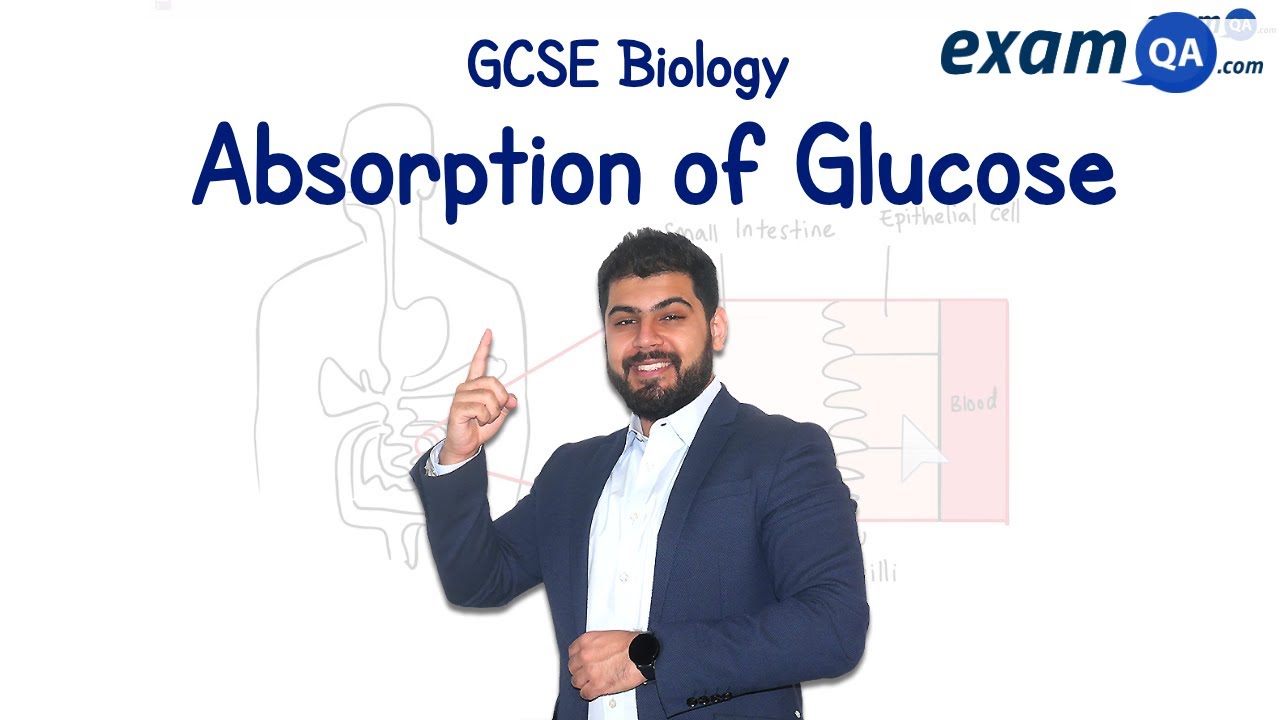Absorption of Glucose ALevel Biology YouTube