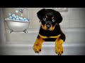 Adorable Rottweiler puppy gets a bath!