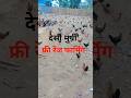 द स म र ग फ र र ज फ र म ग Desi Murgi Palan Desi Murgi Farm Sikandar Agro Farm द स म र ग फ र र ज फ र म ग Desi Murgi Palan Desi Murgi Farm Sikandar Agro Farm