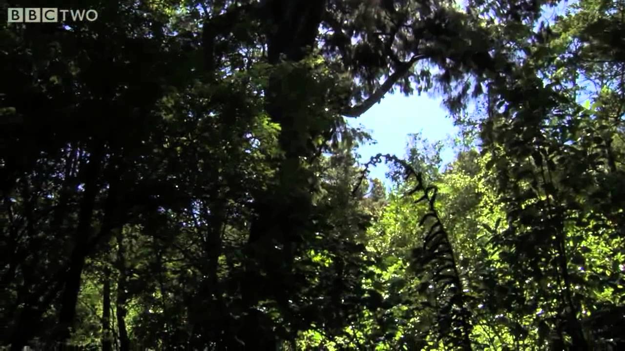 Clumsy Kakapo  The flightless parrot   Natural World  Nature's Misfits preview   BBC Two clip0