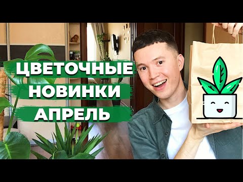 Классные Новинки » Как Выбрать Комнатное Растение?