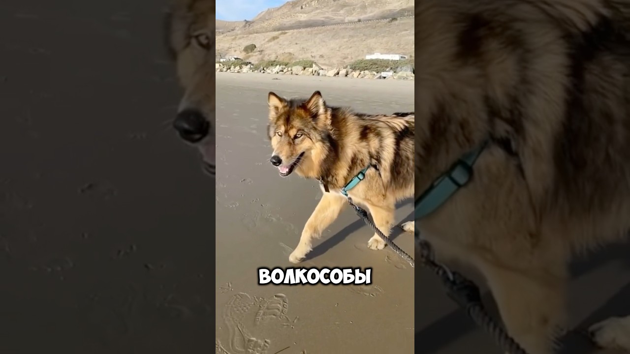 Собаки которые запрещены #шортс #животные #собака #алабай #топ #алабайвидео