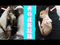 愛犬2匹の幼犬時代を振り返る