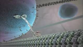 Dopey Kinesin