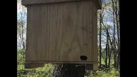 Swarm Trap Scouts #shorts