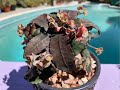 Euphorbia Francoisii Extremely Rare Caudiciform Succulent Episode 141 Euphorbia Francoisii Extremely Rare Caudiciform Succulent Episode 141