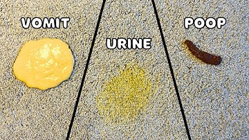 How to Remove Any Pet Stain In Two Steps or Less - Urine, Feces, Vomit