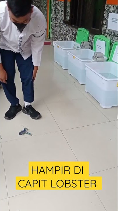 Hampir di capit lobster