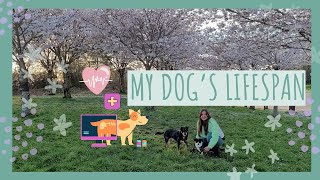 How to have a Dog that Lives Long by Caitlin G 40 views 2 weeks ago 12 minutes, 8 seconds