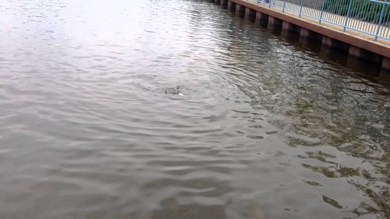 Spillway Linesville Pennsylvania YouTube