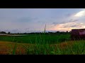 Suasana Pagi Hari Di Pesawahan Udara Sejuk Nan Segar Mp3 - Mp4 Download