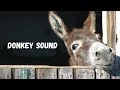 Donkey Sound Ringtone Donkey Sound Ringtone