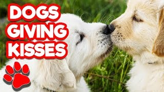 Adorable Dogs Giving Valentines Kisses Pt 2 | Happy Valentine's Day from #thatpetlife
