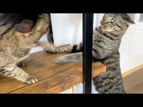 Ten-chan and Fuku-chan got into a fight - YouTube