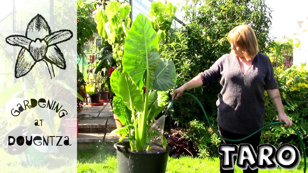 Repotting Giant Elephant Ears & Care Guide || Alocasia macrorrhiza