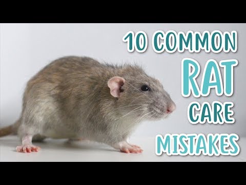 Video: How To Keep A White Rat