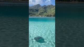 ARRIVED TO ONE OF THE MOST BEAUTIFUL PLACES IN THE WORLD: MOOREA 🧜🏼♀️✨🐋 #shorts
