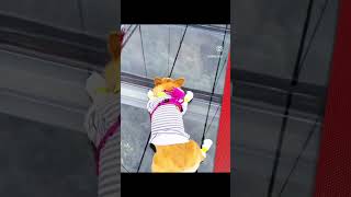 #corgilife #corgi #корж #коргипемброк #собака #corgiworld #видео #москва24