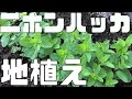 庭にニホンハッカを地植えしてみた！アカリンダニ対策！和製ミント【日本ミツバチ庭先養蜂】【庭先養蜂家】【日本蜜蜂】【庭先養蜂】【か式巣箱】【巣枠式】