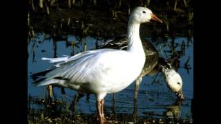 Feeding Snow Geese MP3