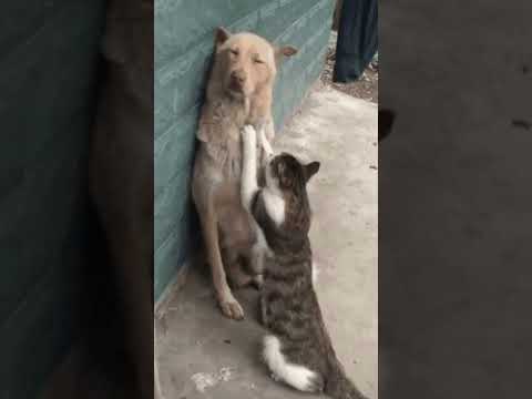 هى الدنيا جرى فيها ايه 