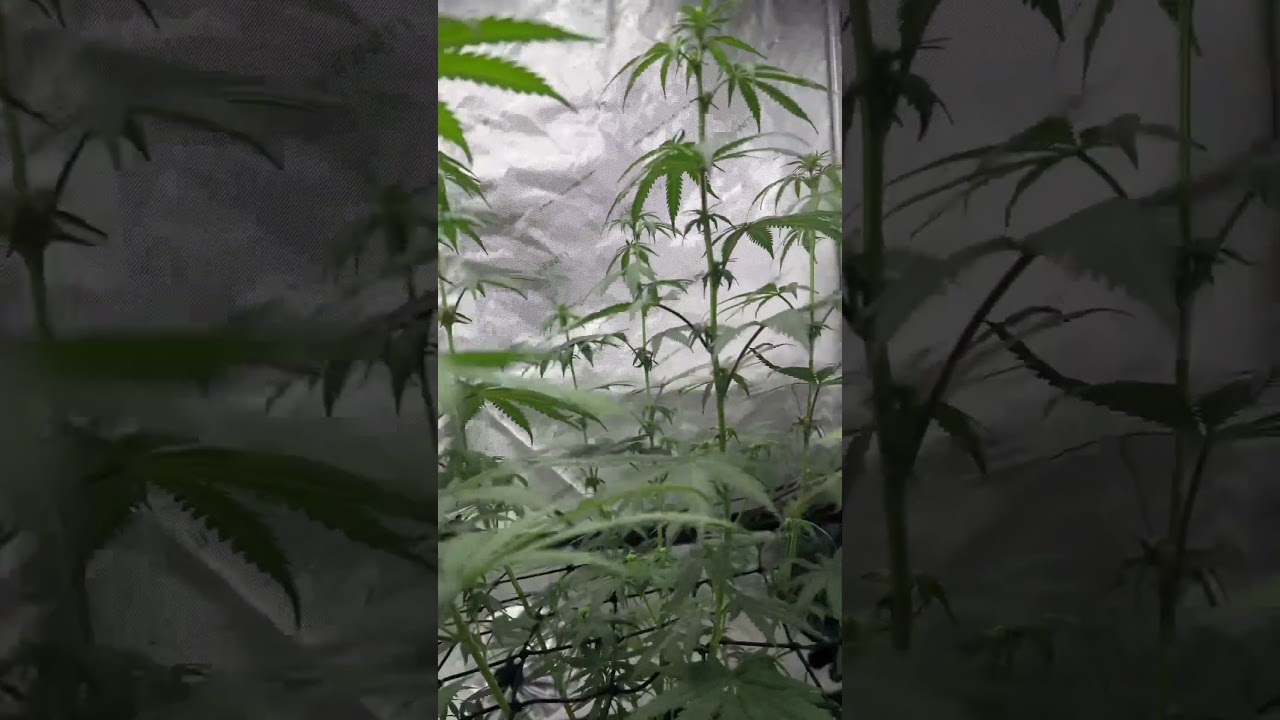 Square one Genetics Yuzu Burn is Looking good day 13 flower helll yeahhh!! 