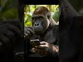 GORILA ENCONTRANDO CELULAR.#comedia #funny #piadascurtas #animals #piadasrapidas #meme