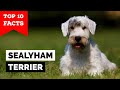Sealyham Terrier - Top 10 Facts の動画、YouTube動画。