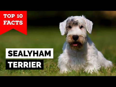 فيديو: Sealyham Terrier Dog سلالة هيبوالرجينيك ، الصحة والحياة