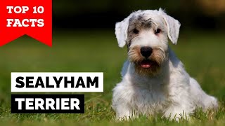 Sealyham Terrier  Top 10 Facts