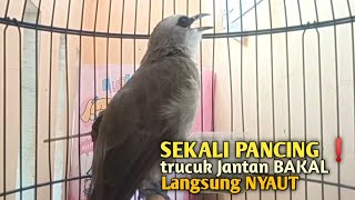 Trucuk BETINA memanggil Jantan Suara Birahi Ngecuplik 100% pancingan trucukan gacor agar BUNYI EMOSI